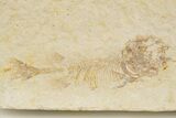 Three Juvenile Phareodus Fish Fossils - Wyoming #320195-3